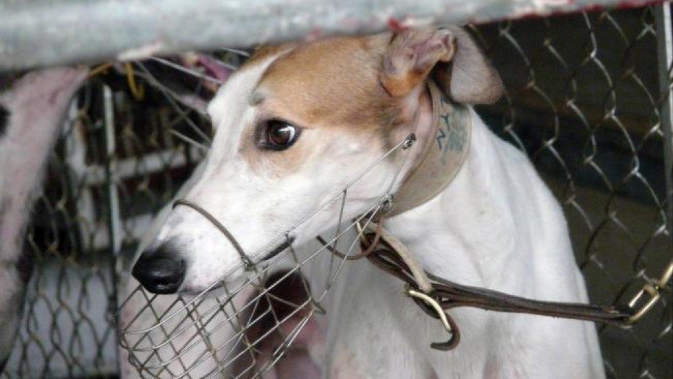 Petition · Ban Greyhound Racing in NSW Australia ·