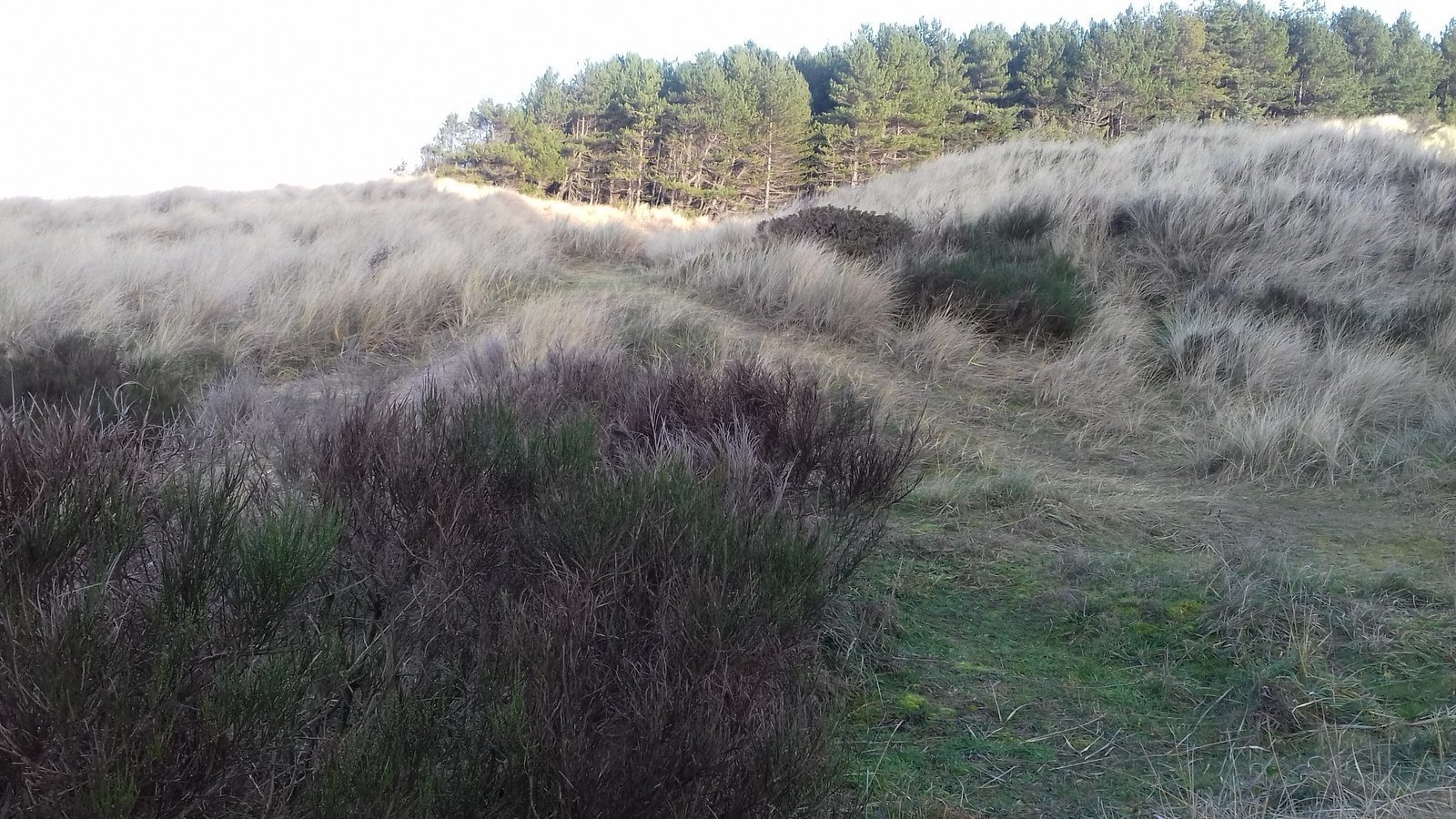 Topic · Roseisle beach ·