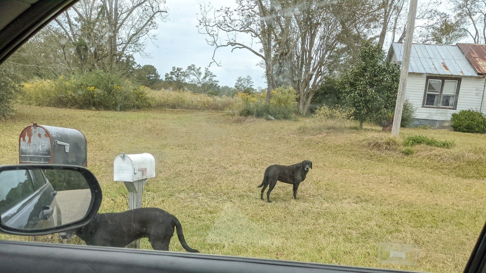 Petition · Leash Law Petition (Covington County, AL) United States