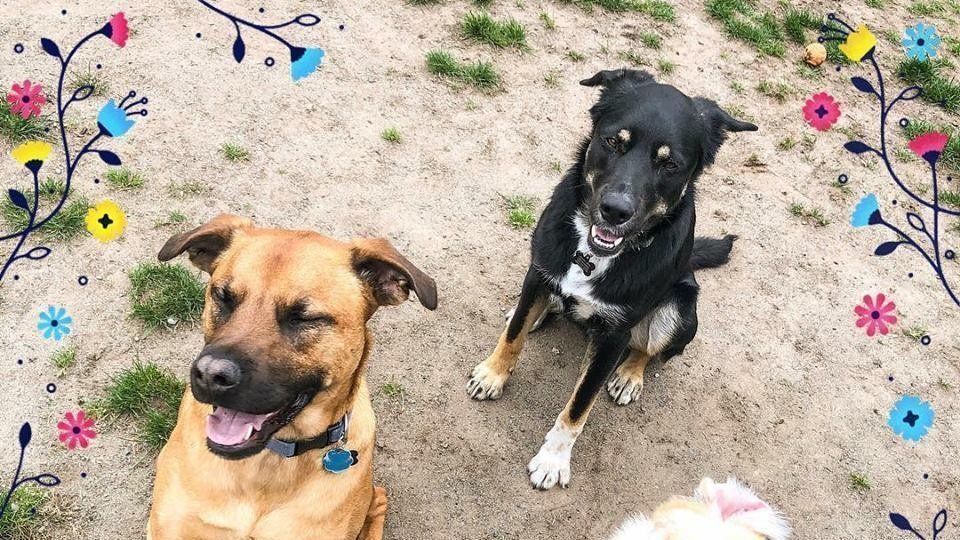 Petition · CENTRAL OFFLEASH DOG PARK United States ·