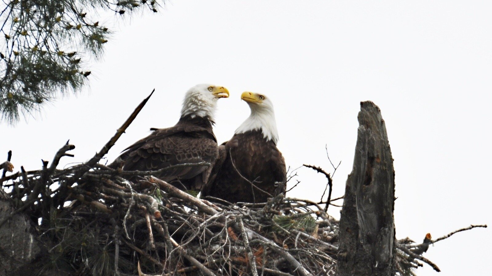 Petition · Stop Relocation of Bald Eagles from Heritage Tree - Canada ...