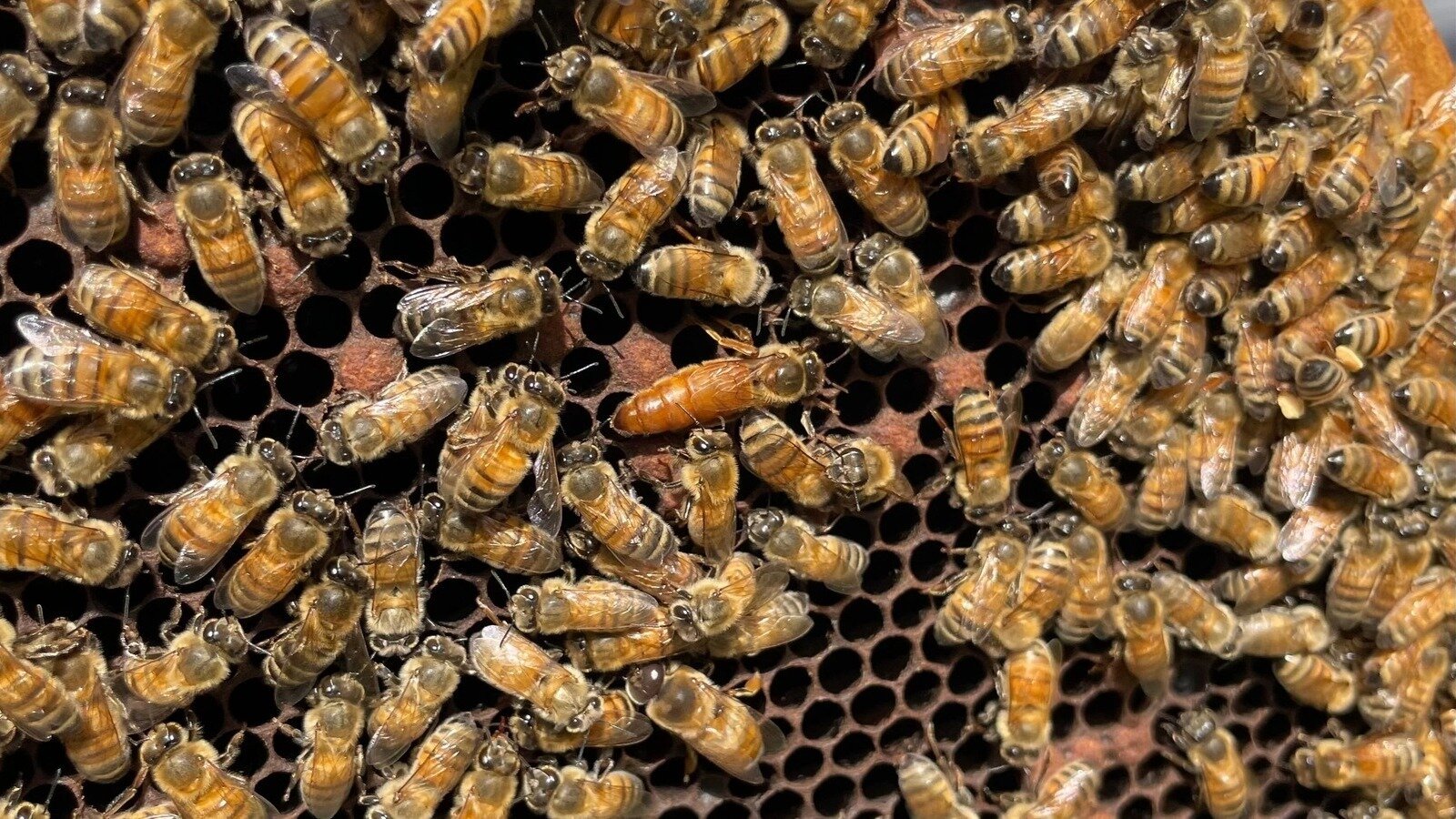 Petition · Protect our bees, food, and future - United States · Change.org