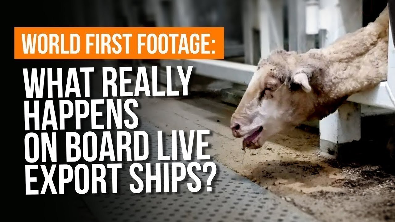 Petition · Ban Live Animal Exports in Australia ·