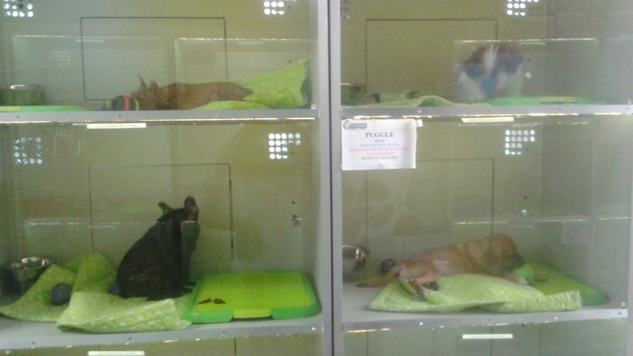 Petition · Ban Pet Sales In Pet Store ·