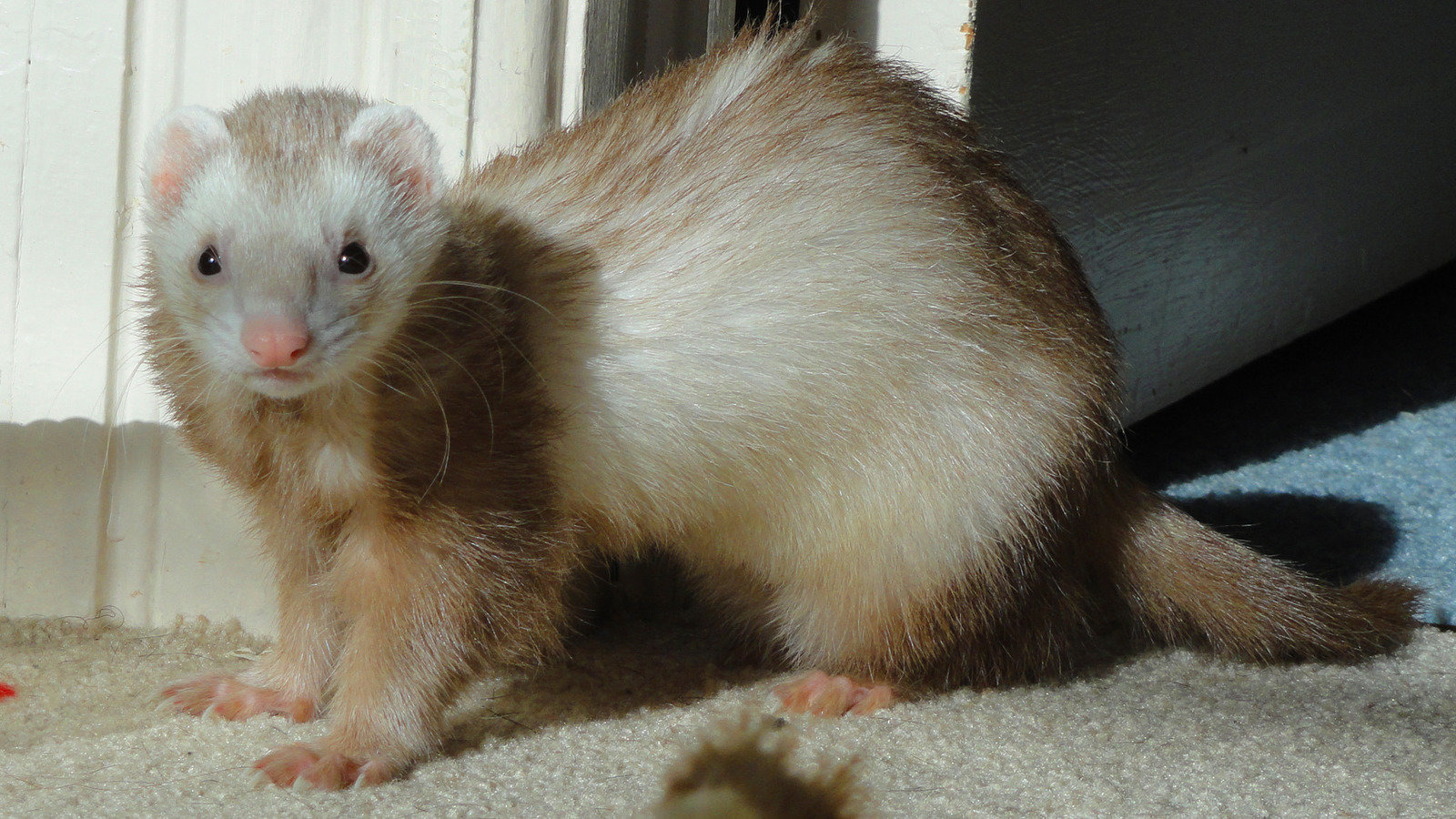 Petition · Please put ferrets in World Of Warcraft United States