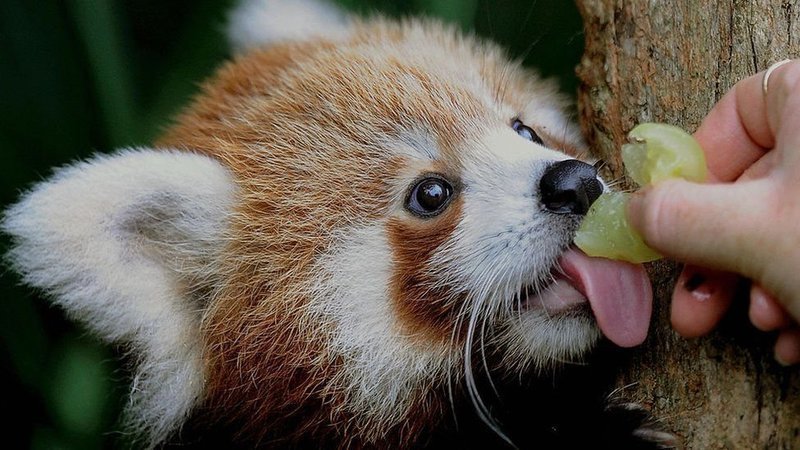 Petition Raise Awareness For Red Pandas Change