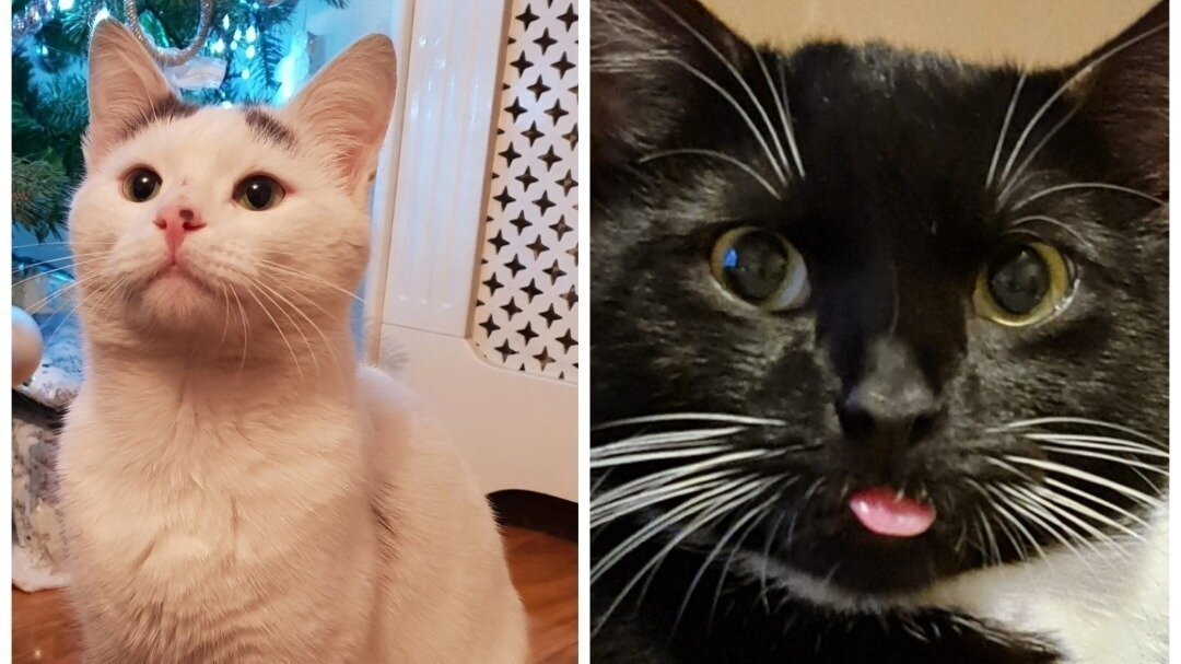 Petition · Make it Mandatory for Drivers to Report Accidents Involving