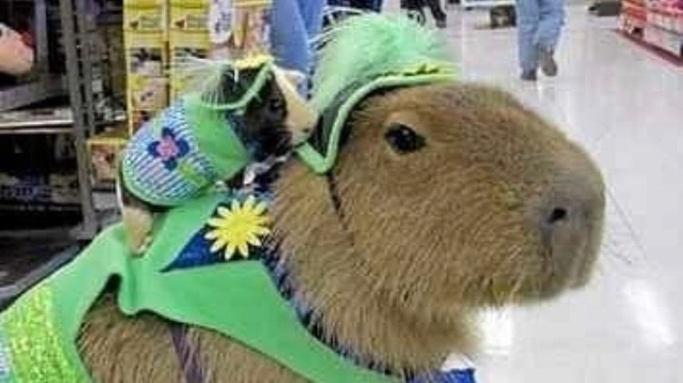 Petition Make Capybara Legal Pets In California United States petition-make-capybara-legal-pets-in-california-united-states
