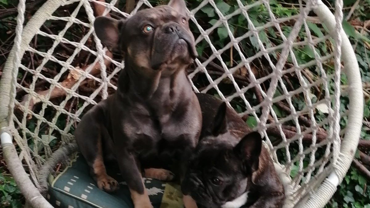 Petition · Grant more funding for dogs rescue homes United Kingdom