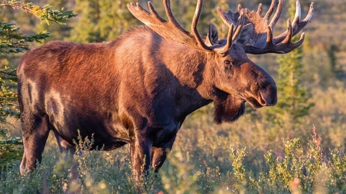 Petition · Petition to change the collective noun for moose from moose