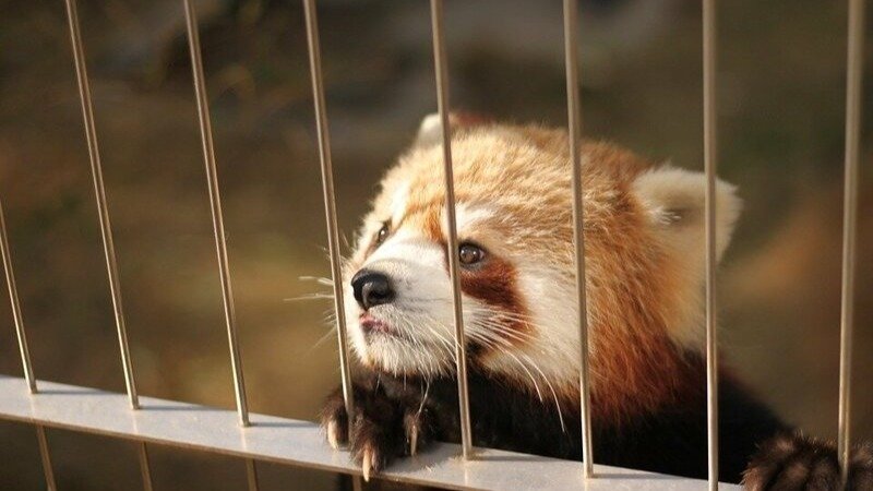 Petition Free Red Pandas From Captivity Canada Change Org Petition Free Red Pandas From Captivity Canada Change Org