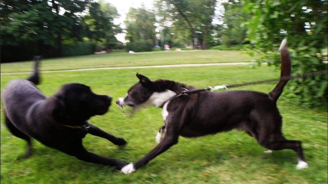 Petition · Enforce the OffLeash Dog Bylaw in the City of Toronto Canada ·