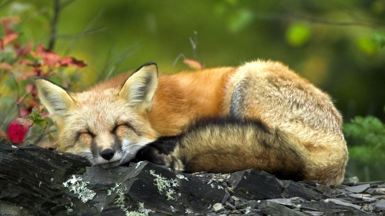 Petition · Keep Fox Hunting Illegal ·