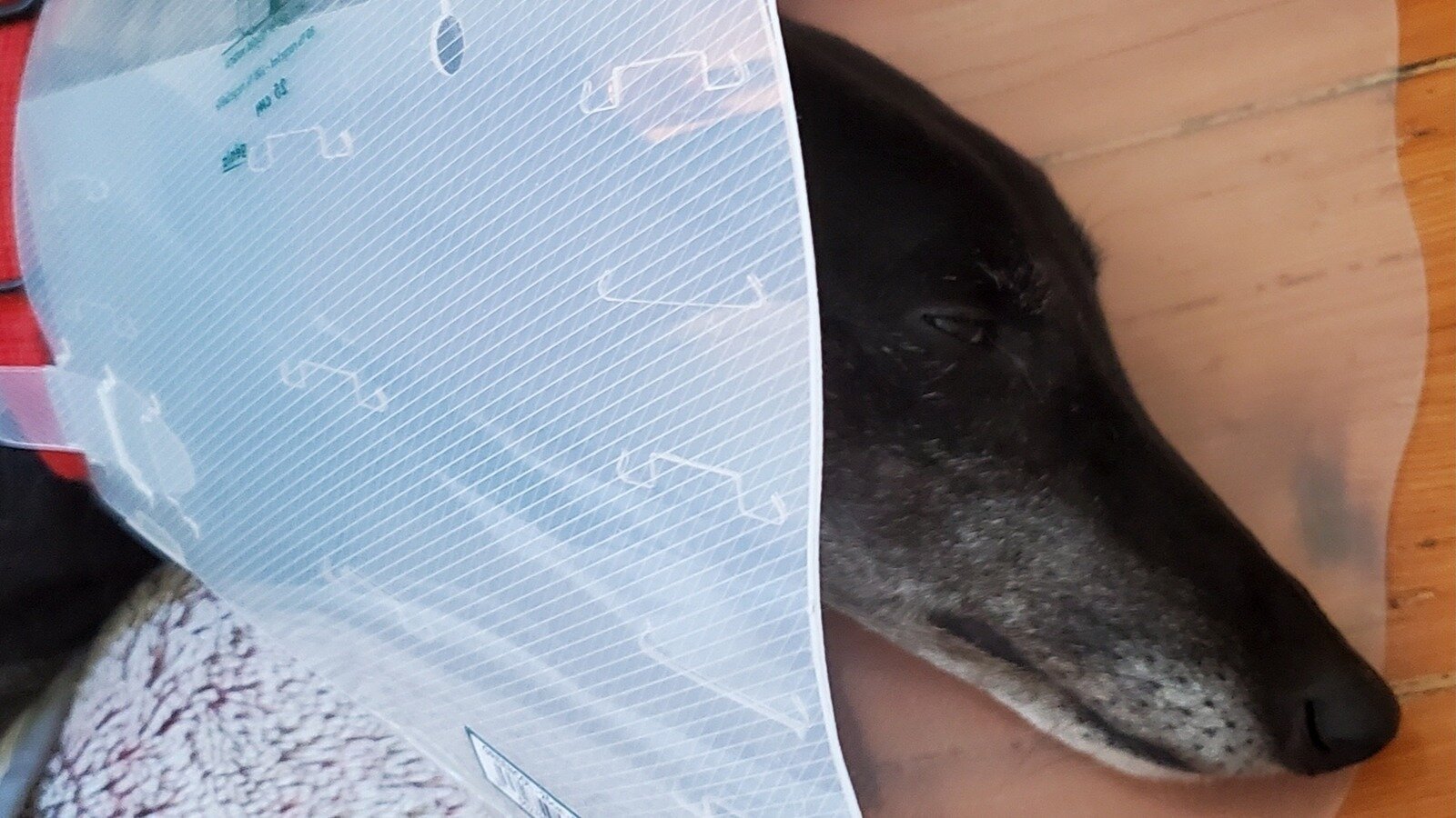 Petition · Implement Victorian Laws to Hold Cat Owners Accountable for