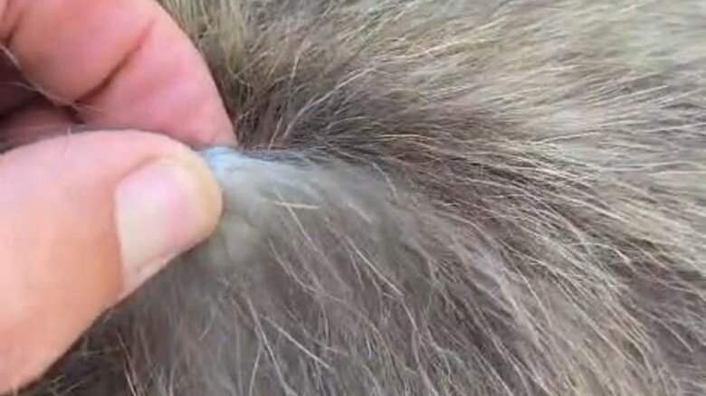 Petition update · THE DEATH TOLL OF BABOONS MANAGED BY THE OVERSTRAND ...