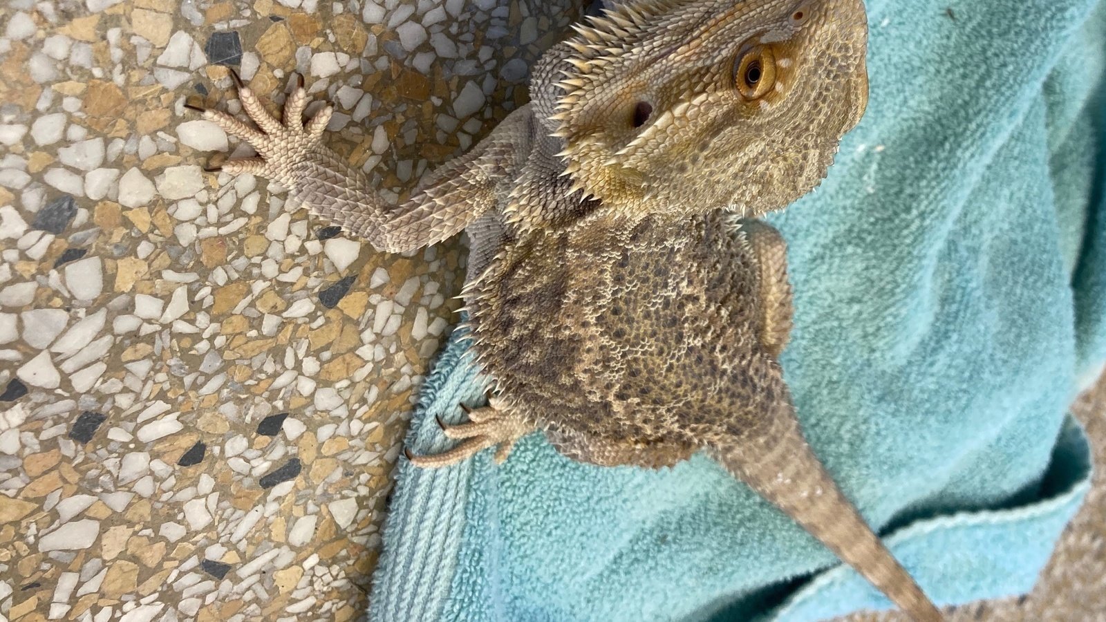 where to buy a bearded dragon where to buy a bearded dragon