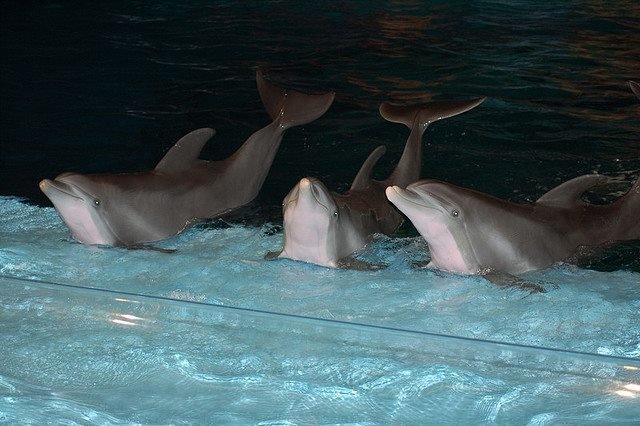 Petition · SET THE INDY ZOO DOLPHINS FREE!! - United States · Change.org