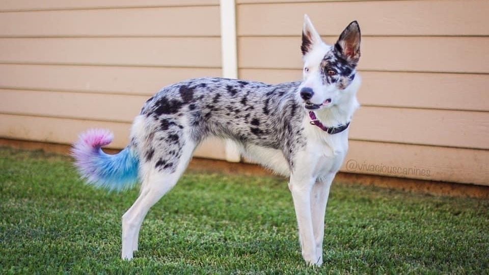 Petition ?? Allow dyed dogs in AKC Scentwork Trials - United States ...