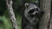 Petition · Legalize the Keeping of Raccoons as Pets · Change.org