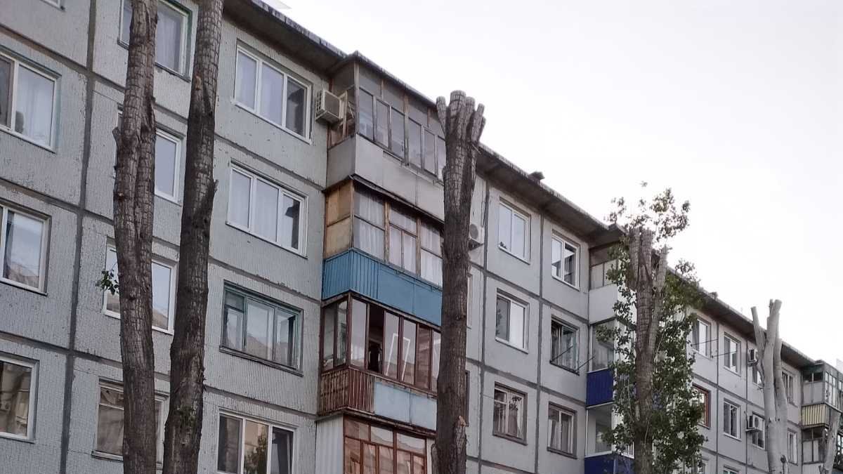 Петиция · ОСТАНОВИТЕ ВЫРУБКУ ДЕРЕВЬЕВ В БАЛАКОВО · Change.org