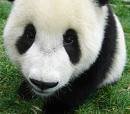 ChangeOrg profile picture for @panda