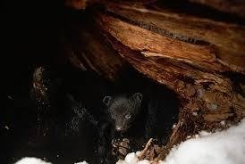 Hibernating Wolves Petition · STOP S.J. RES 18 KILLING OF HIBERNATING BEARS AND WOLVES ...
