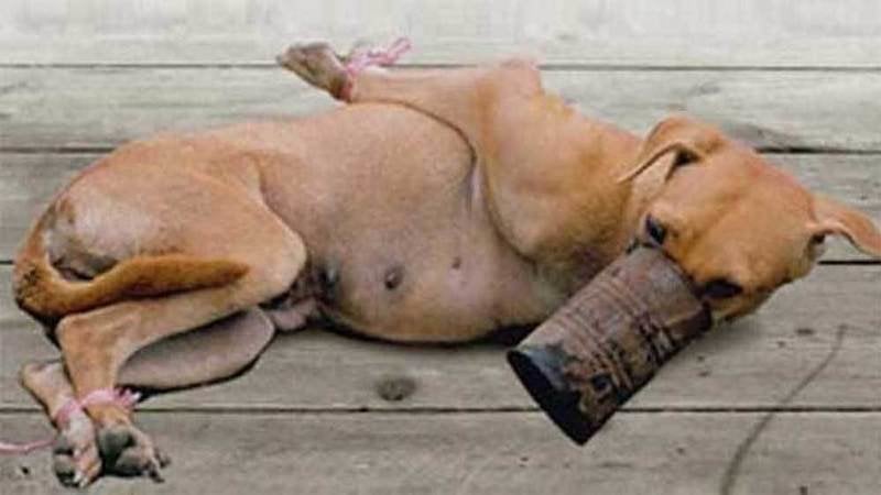 Why Do Dogs Stop Eating When They Are Dying Why Do Dogs Stop Eating When They Are Dying