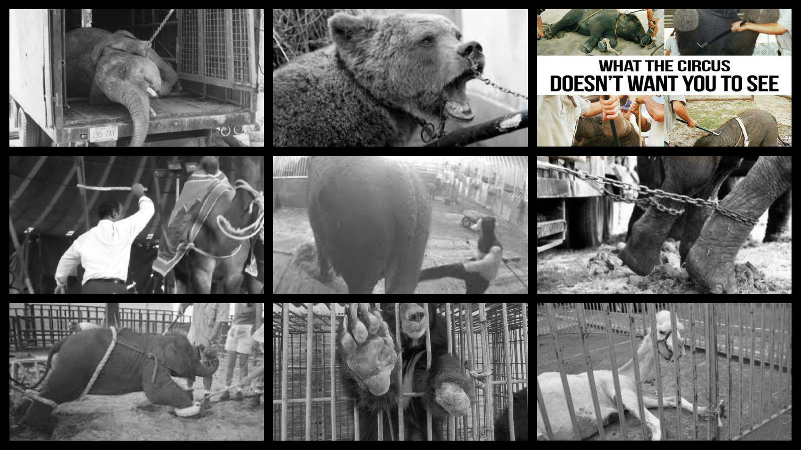 Petition · Monaghan Residence Oppose Animal-Act Circuses Using Harps ...