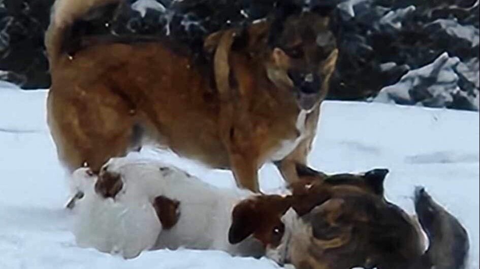 petition-change-meadowbrook-leash-laws-united-states-change