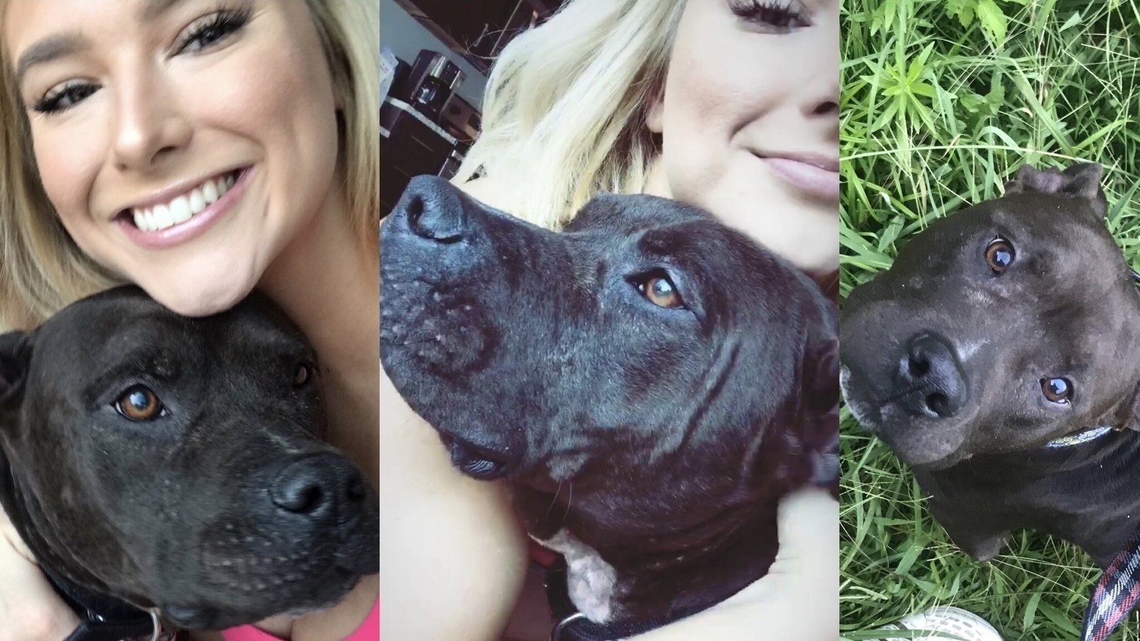 Petition · Protect Pets United States ·