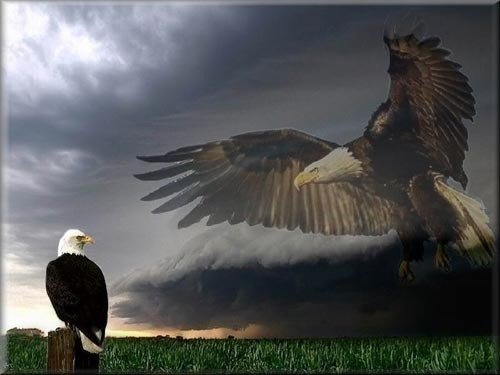 Petition · Uphold the Bald and Golden Eagle Protection Act of 1940