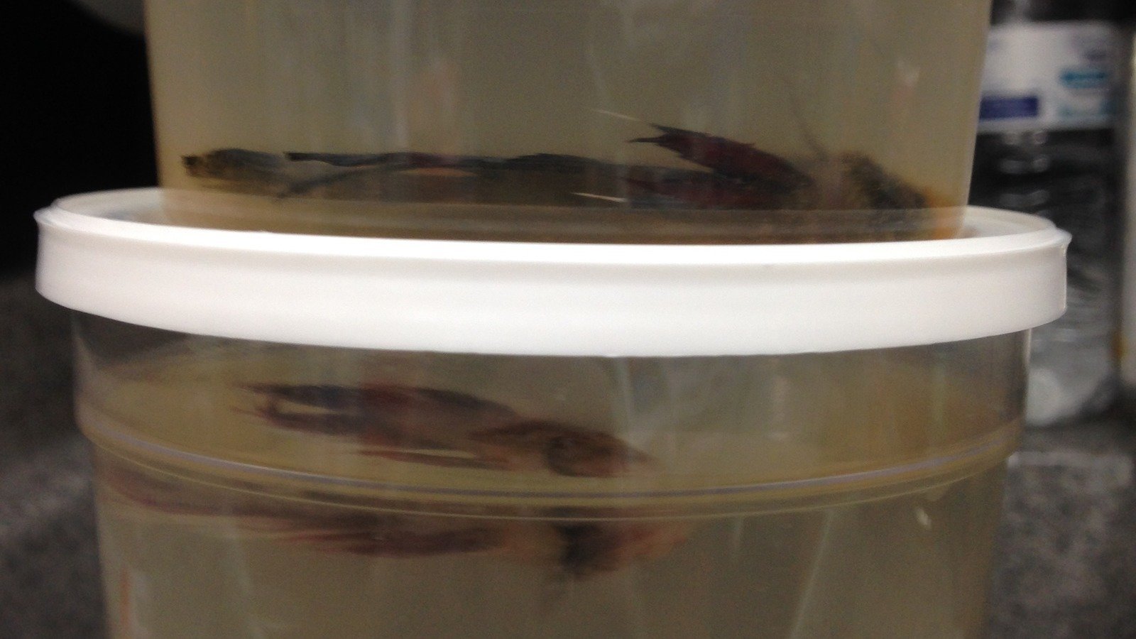 Petition · Tell WalMart to STOP selling fish and other aquatic