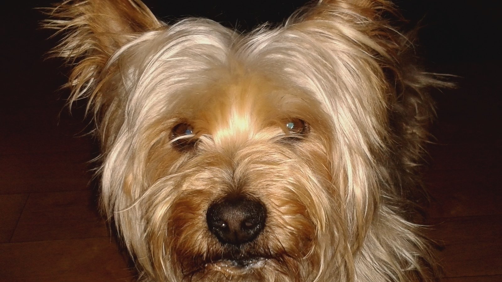 Petition · Stop Animal Cruelty in Ireland! ·