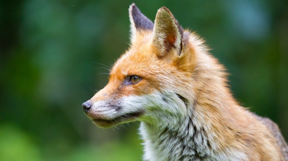 Petition · Stop Hunting of Foxes, Deer & Rabbits at Kings Hill Sports ...