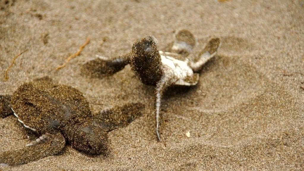 Petition · Help Stop the innocent Baby Sea Turtles from DYING in