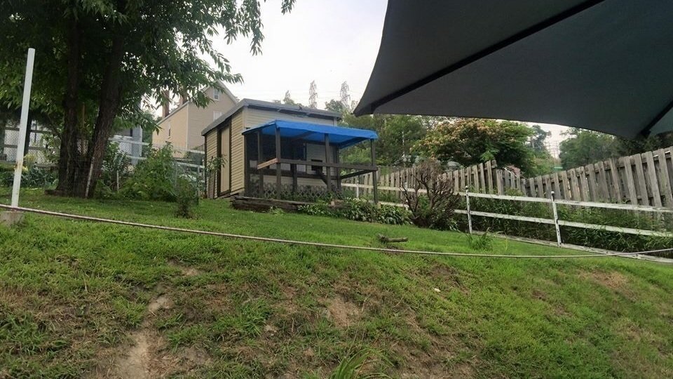 Petition · Keep chickens in Dravosburg PA ·