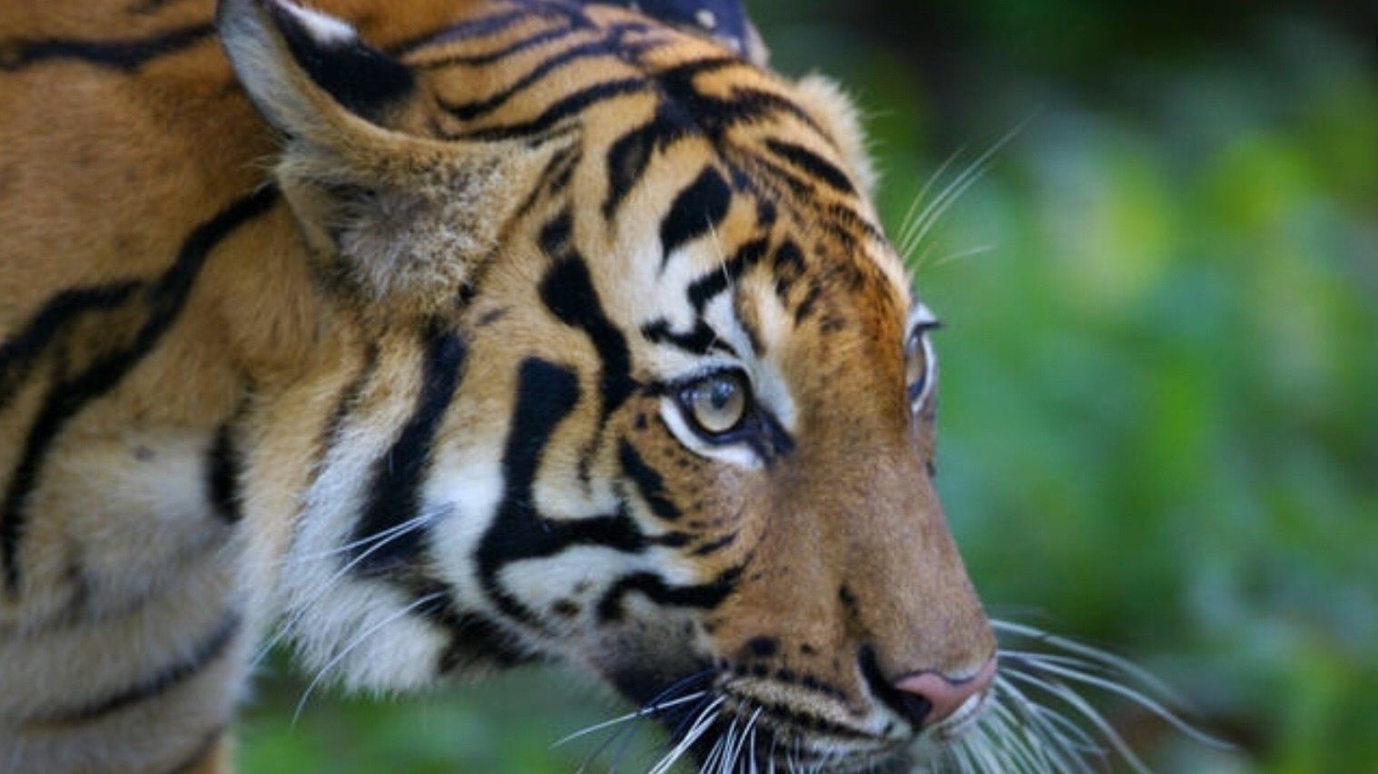 Petition · Save the Malayan Tiger - United States · Change.org