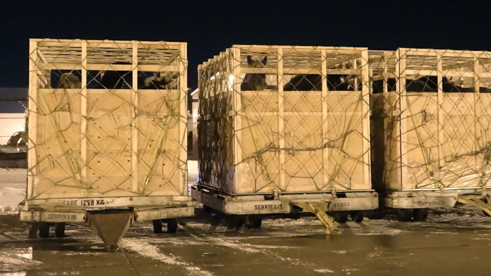 Petition · Update and enforce federal livestock transport regulations