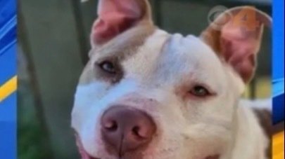 Petition · Deron the Dog was adopted from the shelter only to be