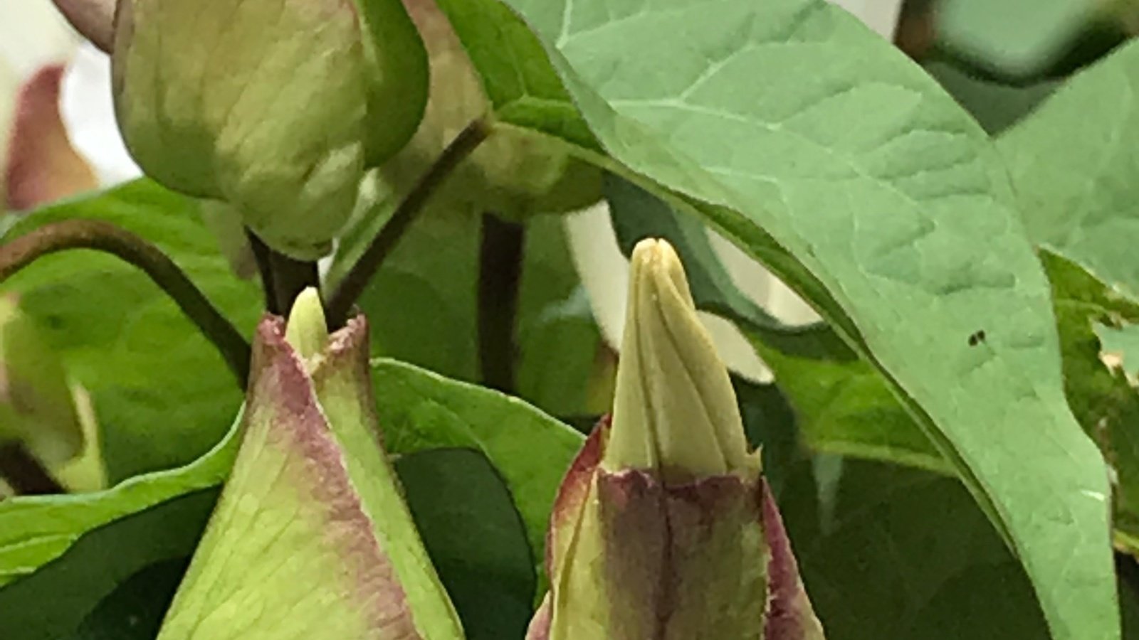 Petition · Human Cloning Canada ·