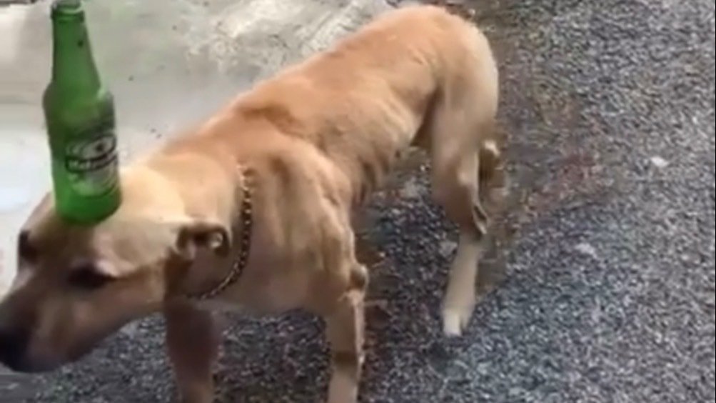 Petition · Help do what the ASPCA didn’t care enough to, and save the ...