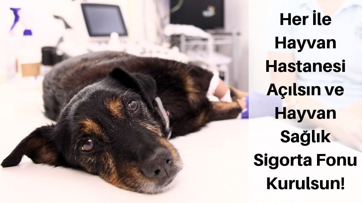 Topic Hayvanhaklari Change Org Topic Hayvanhaklari Change Org