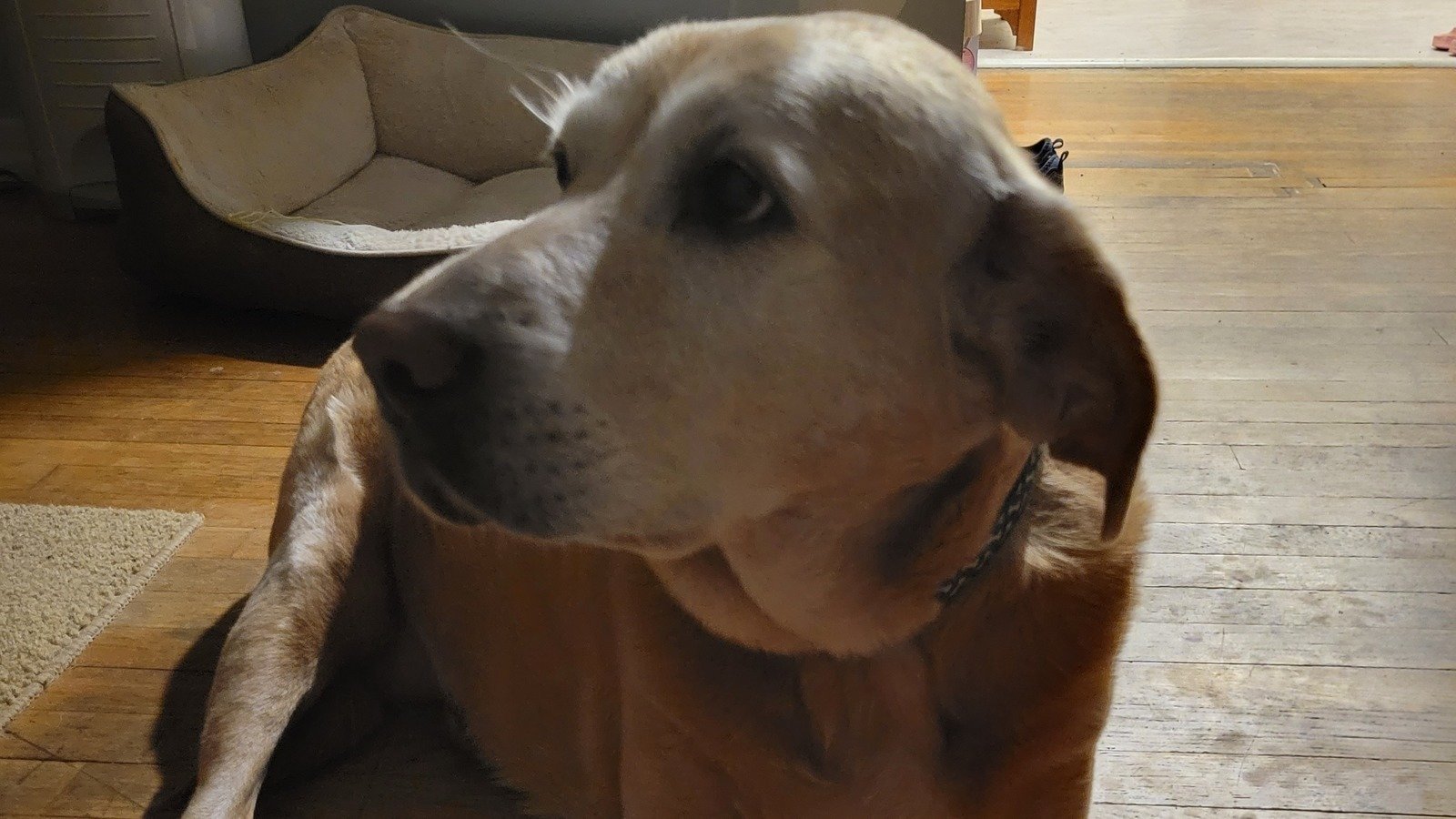 Petition · Claim animals as dependents on taxes United States