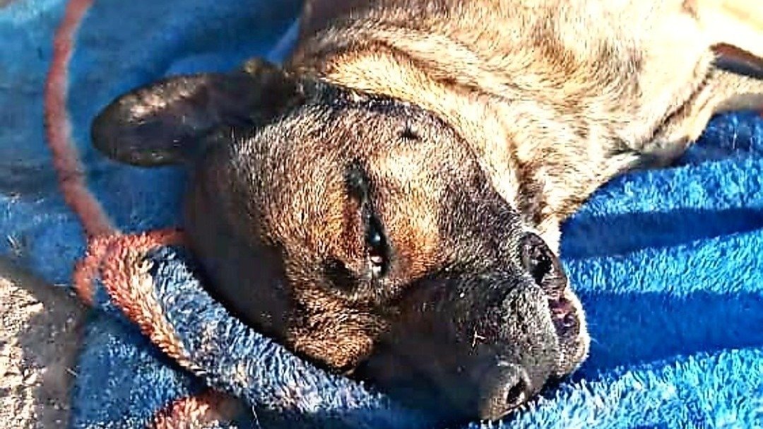 P?�tition ?� justice pour le chien bobby - Maroc ?� Change.org