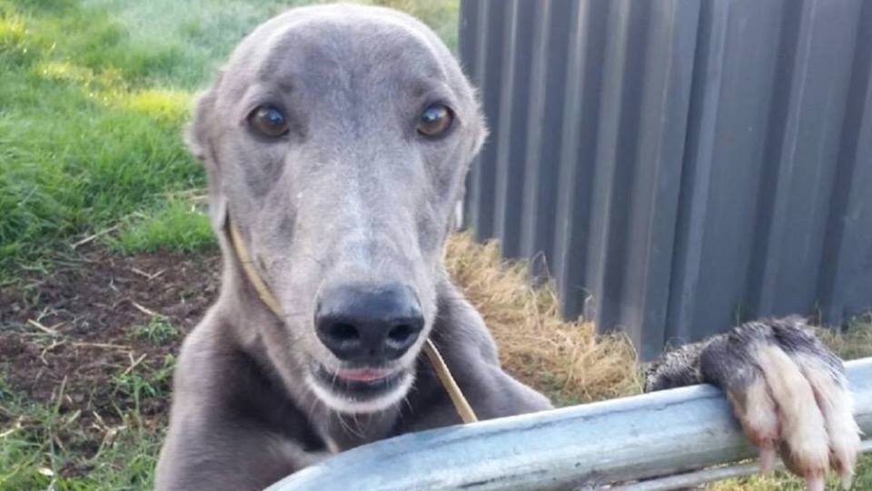 Petition · 9Gem Don't support cruel Greyhound Race. Australia