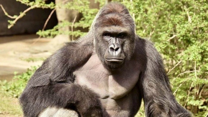 Petition · George Lucas: Make Harambe a Force Ghost in Return of the ...