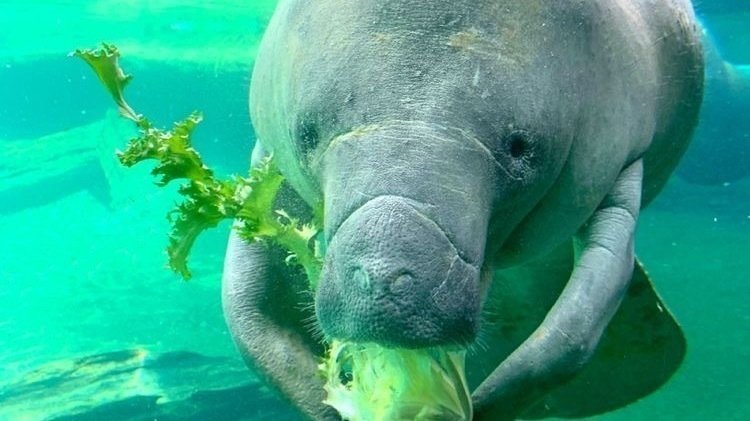 Petition · Give all the worlds lettuce to manatees - Mexico · Change.org