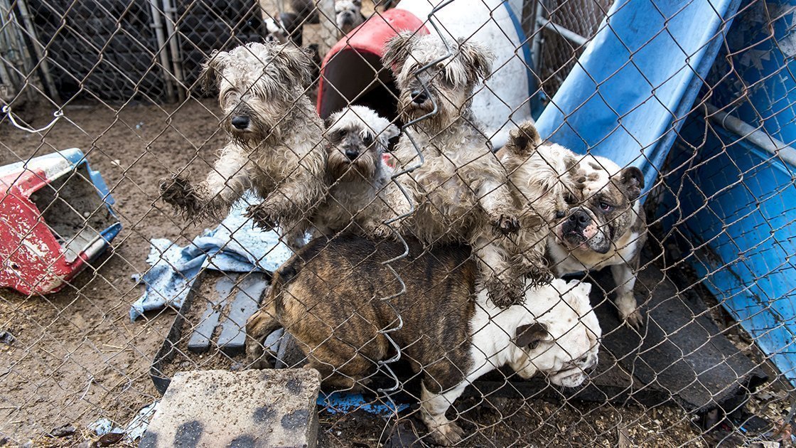 Petition · Ban All Local Puppy Mill Imported Stores United States ·