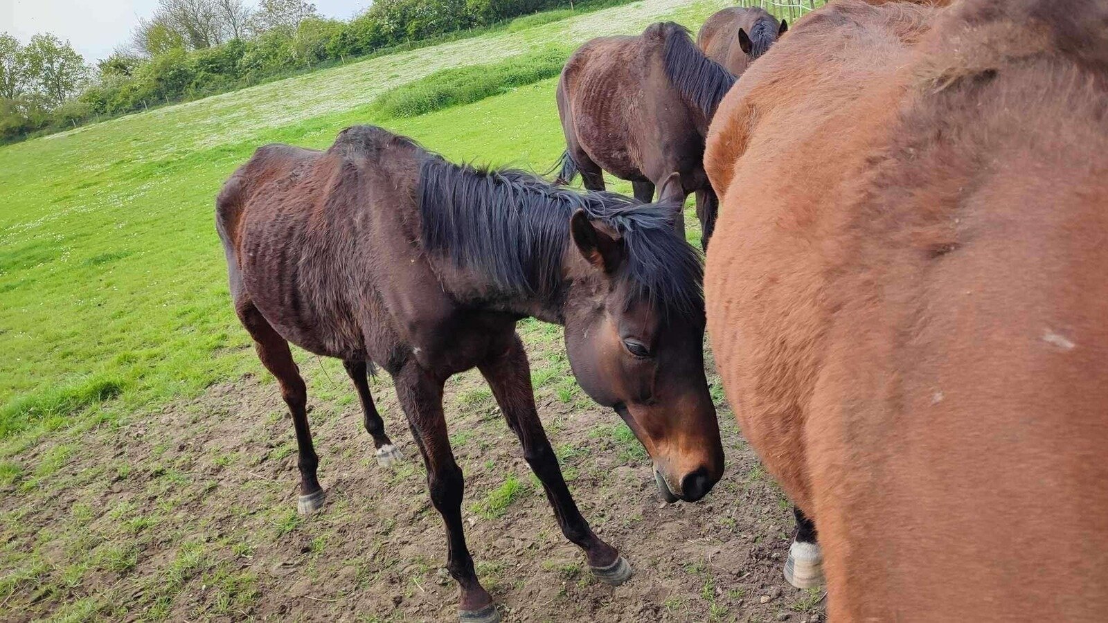 Mapria Loverde Petition · Petition to Protect Four Neglected Horses from Persistent ...