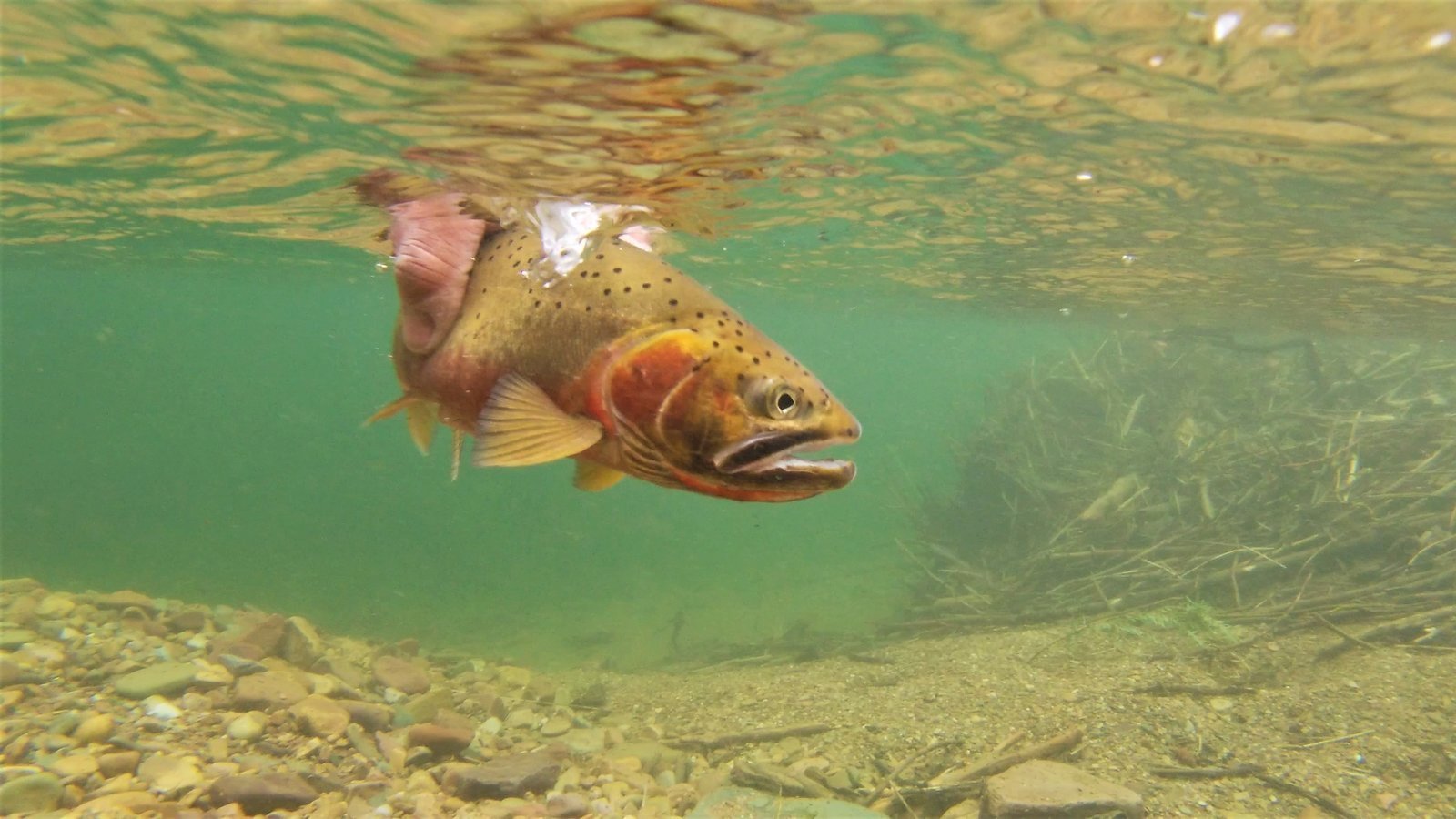 Petition · SUPPORT THE RESTORATION OF PRIEST RIVER United States